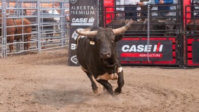 jaripeo meaning in english