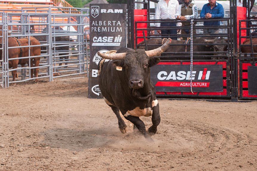 jaripeo meaning in english