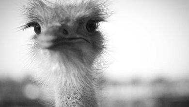 mongolian height characteristics examined