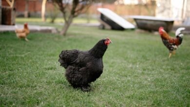 padovana chicken overview guide