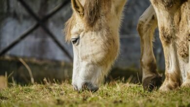 sbi magnified equity fund